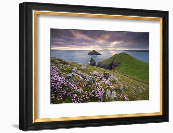 Sea Thrift (Armeria Maritima) growing on the Cornish clifftops at The Rumps, looking towards The Mo-Adam Burton-Framed Photographic Print