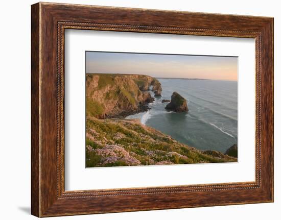 Sea thrift growing on cliffs overlooking Bedruthan Steps, Cornwall, England, United Kingdom, Europe-Stephen Spraggon-Framed Photographic Print