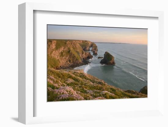 Sea thrift growing on cliffs overlooking Bedruthan Steps, Cornwall, England, United Kingdom, Europe-Stephen Spraggon-Framed Photographic Print