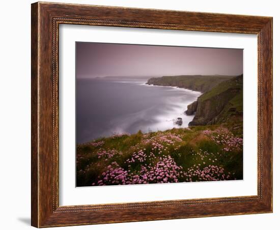 Sea Thrift growing on the clifftops above Land's End, Cornwall, England. Spring (May) 2009-Adam Burton-Framed Photographic Print