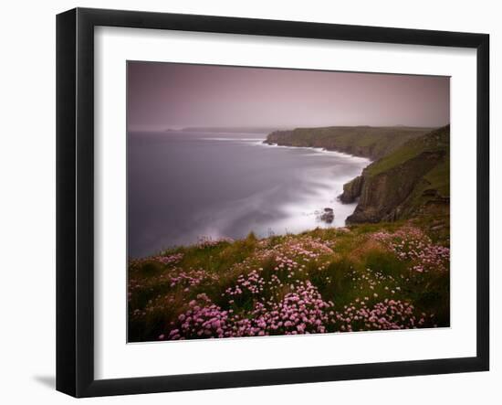 Sea Thrift growing on the clifftops above Land's End, Cornwall, England. Spring (May) 2009-Adam Burton-Framed Photographic Print