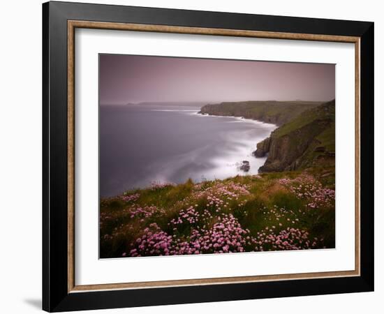 Sea Thrift growing on the clifftops above Land's End, Cornwall, England. Spring (May) 2009-Adam Burton-Framed Photographic Print