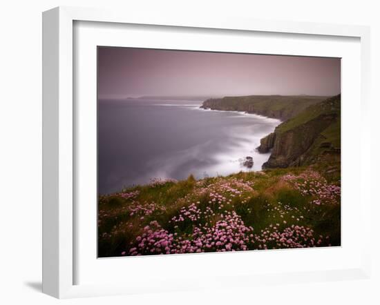 Sea Thrift growing on the clifftops above Land's End, Cornwall, England. Spring (May) 2009-Adam Burton-Framed Photographic Print