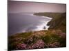 Sea Thrift growing on the clifftops above Land's End, Cornwall, England. Spring (May) 2009-Adam Burton-Mounted Photographic Print