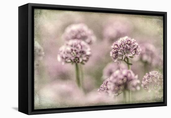 Sea Thrift I-Kathy Mahan-Framed Premier Image Canvas