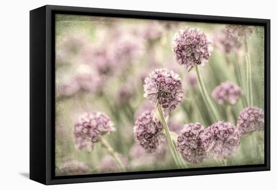 Sea Thrift II-Kathy Mahan-Framed Premier Image Canvas