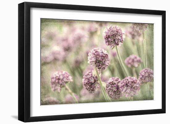 Sea Thrift II-Kathy Mahan-Framed Photographic Print