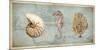 Sea Treasures I-Deborah Devellier-Mounted Giclee Print