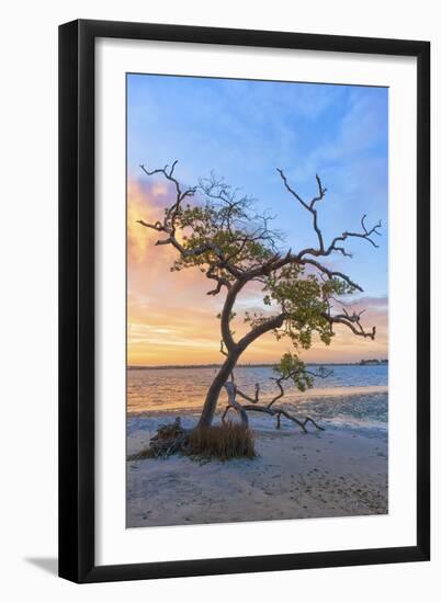 Sea Tree-Mary Lou Johnson-Framed Art Print