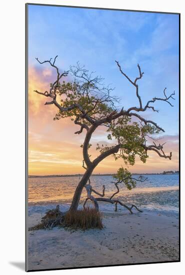 Sea Tree-Mary Lou Johnson-Mounted Art Print