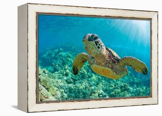 Sea Turtle close up over Coral Reef in Hawaii-tropicdreams-Framed Premier Image Canvas