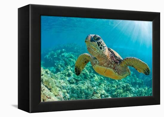 Sea Turtle close up over Coral Reef in Hawaii-tropicdreams-Framed Premier Image Canvas