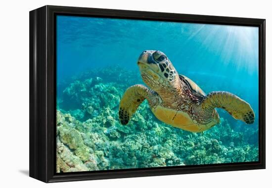 Sea Turtle close up over Coral Reef in Hawaii-tropicdreams-Framed Premier Image Canvas