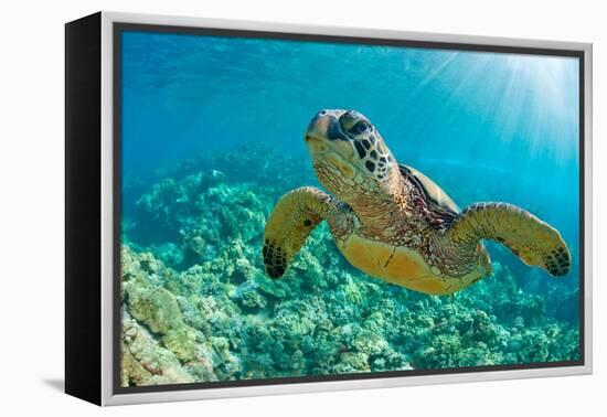 Sea Turtle close up over Coral Reef in Hawaii-tropicdreams-Framed Premier Image Canvas