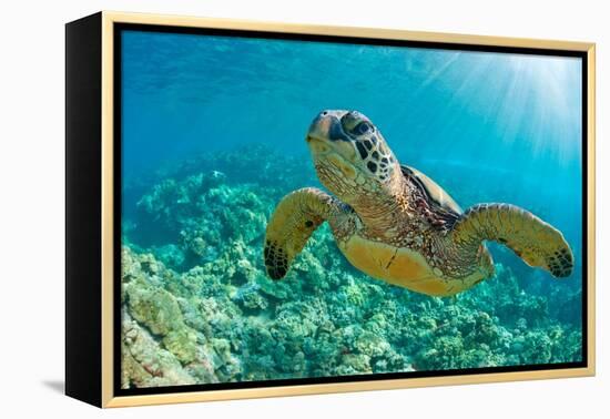 Sea Turtle close up over Coral Reef in Hawaii-tropicdreams-Framed Premier Image Canvas