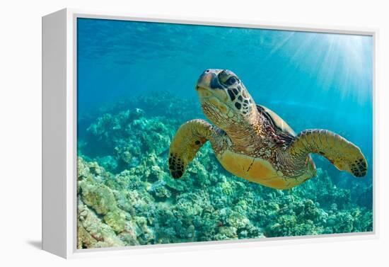 Sea Turtle close up over Coral Reef in Hawaii-tropicdreams-Framed Premier Image Canvas