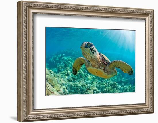 Sea Turtle close up over Coral Reef in Hawaii-tropicdreams-Framed Photographic Print