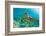 Sea Turtle close up over Coral Reef in Hawaii-tropicdreams-Framed Photographic Print
