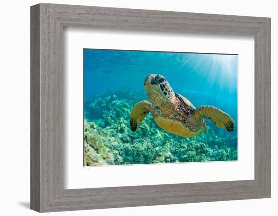 Sea Turtle close up over Coral Reef in Hawaii-tropicdreams-Framed Photographic Print