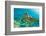 Sea Turtle close up over Coral Reef in Hawaii-tropicdreams-Framed Photographic Print