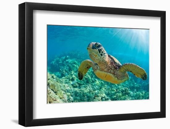 Sea Turtle close up over Coral Reef in Hawaii-tropicdreams-Framed Photographic Print