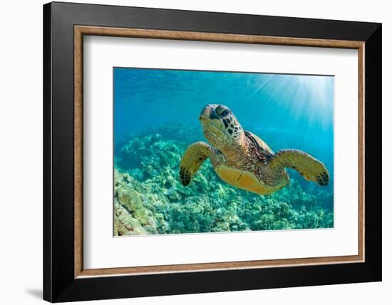 Sea Turtle close up over Coral Reef in Hawaii-tropicdreams-Framed Photographic Print