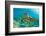 Sea Turtle close up over Coral Reef in Hawaii-tropicdreams-Framed Photographic Print