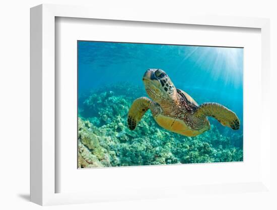 Sea Turtle close up over Coral Reef in Hawaii-tropicdreams-Framed Photographic Print