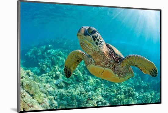 Sea Turtle close up over Coral Reef in Hawaii-tropicdreams-Mounted Photographic Print