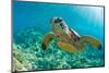 Sea Turtle close up over Coral Reef in Hawaii-tropicdreams-Mounted Photographic Print