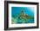 Sea Turtle close up over Coral Reef in Hawaii-tropicdreams-Framed Photographic Print