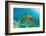 Sea Turtle close up over Coral Reef in Hawaii-tropicdreams-Framed Photographic Print