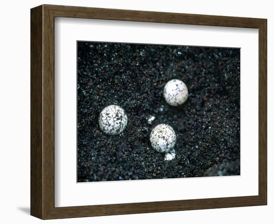 Sea Turtle Eggs Costa Rica-null-Framed Photographic Print