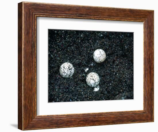 Sea Turtle Eggs Costa Rica-null-Framed Photographic Print