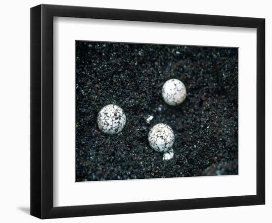 Sea Turtle Eggs Costa Rica-null-Framed Photographic Print