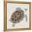 Sea Turtle I-Naomi McCavitt-Framed Stretched Canvas