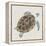 Sea Turtle I-Naomi McCavitt-Framed Stretched Canvas