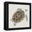 Sea Turtle I-Naomi McCavitt-Framed Stretched Canvas