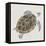 Sea Turtle I-Naomi McCavitt-Framed Stretched Canvas