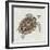 Sea Turtle I-Naomi McCavitt-Framed Art Print