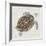 Sea Turtle I-Naomi McCavitt-Framed Art Print