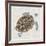 Sea Turtle I-Naomi McCavitt-Framed Giclee Print