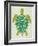 Sea Turtle in Lime-Cat Coquillette-Framed Art Print