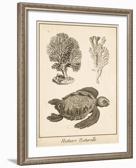 Sea Turtle Study I-Vision Studio-Framed Art Print