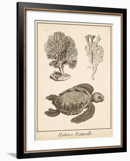 Sea Turtle Study I-Vision Studio-Framed Art Print