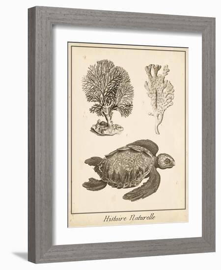 Sea Turtle Study I-Vision Studio-Framed Art Print
