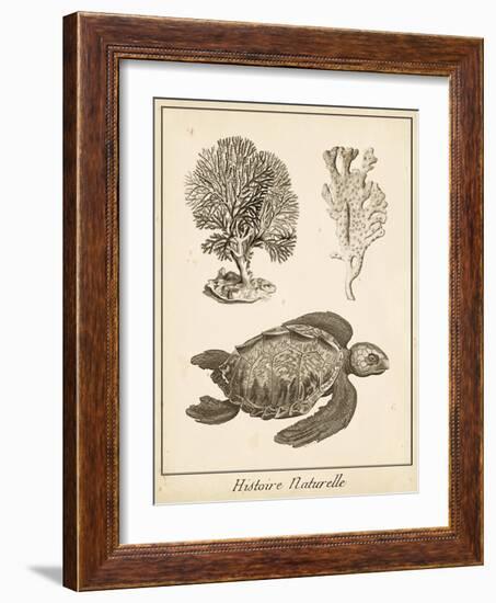 Sea Turtle Study I-Vision Studio-Framed Art Print