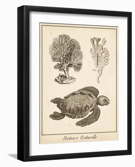 Sea Turtle Study I-Vision Studio-Framed Art Print