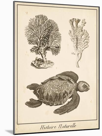 Sea Turtle Study I-Vision Studio-Mounted Art Print