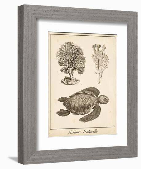 Sea Turtle Study I-Vision Studio-Framed Art Print